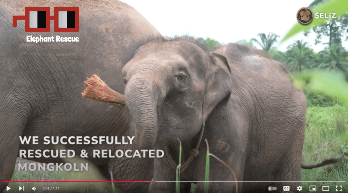 Nouns Elephant Rescue